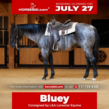 HorseID: 2262623 Bluey - PhotoID: 1036986
