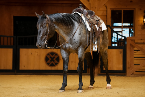 HorseID: 2262623 Bluey - PhotoID: 1036987