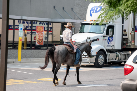 HorseID: 2262623 Bluey - PhotoID: 1036988