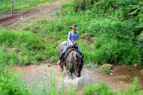 HorseID: 2262623 Bluey - PhotoID: 1054923