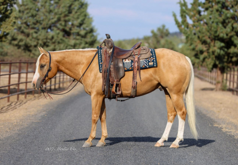 HorseID: 2262624 ERNEST A LITTLE - PhotoID: 1032128