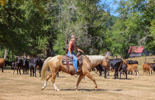 HorseID: 2262624 ERNEST A LITTLE - PhotoID: 1062982