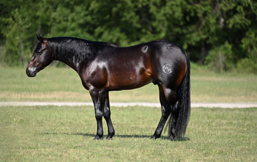 HorseID: 2265021 Bex - PhotoID: 1034260