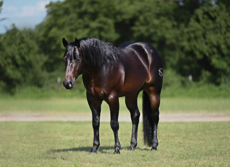 HorseID: 2265021 Bex - PhotoID: 1034261