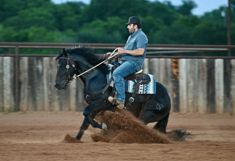 HorseID: 2265021 Bex - PhotoID: 1034263