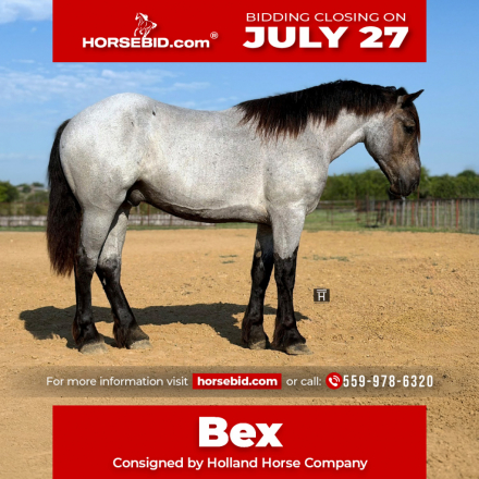 HorseID: 2265021 Bex - PhotoID: 1034260