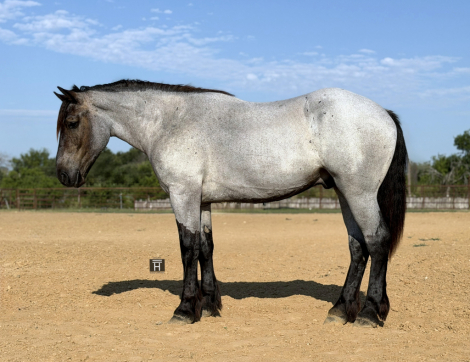 HorseID: 2265021 Bex - PhotoID: 1034261