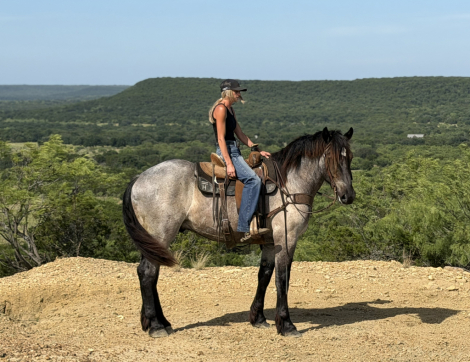 HorseID: 2265021 Bex - PhotoID: 1034262