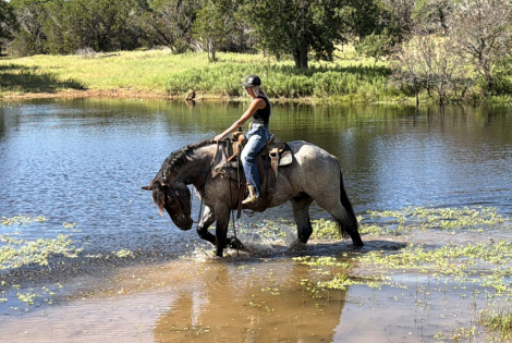 HorseID: 2265021 Bex - PhotoID: 1034263