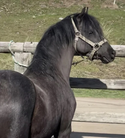 HorseID: 2270843 Evans Black Gruffydd - PhotoID: 1101650