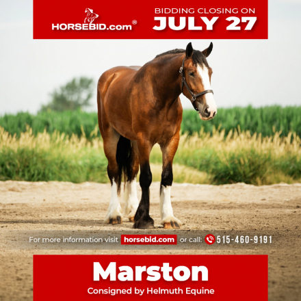 HorseID: 2271747 Marston - PhotoID: 1043299