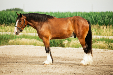 HorseID: 2271747 Marston - PhotoID: 1043300