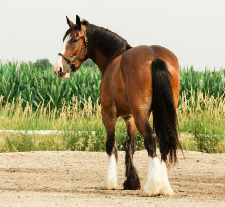 HorseID: 2271747 Marston - PhotoID: 1043301