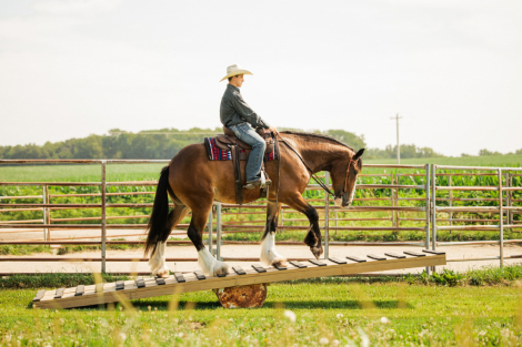 HorseID: 2271747 Marston - PhotoID: 1089903
