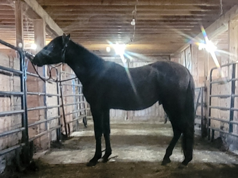 HorseID: 2272256 Bolero EMC - PhotoID: 1102739