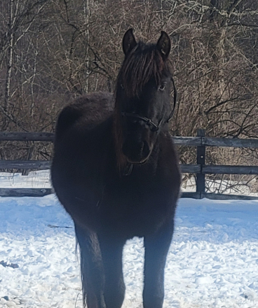HorseID: 2272256 Bolero EMC - PhotoID: 1102740