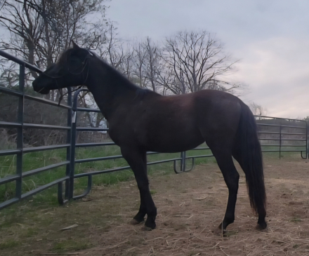 HorseID: 2272256 Bolero EMC - PhotoID: 1102741