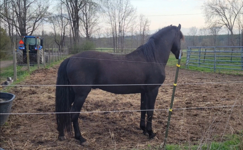 HorseID: 2272256 Bolero EMC - PhotoID: 1102742