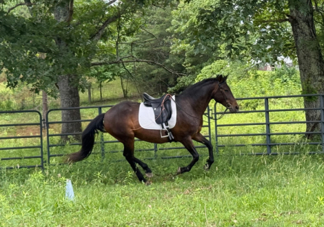 HorseID: 2273550 Ine`s - PhotoID: 1101585