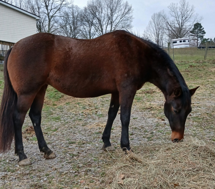 HorseID: 2273550 Ine`s - PhotoID: 1101586