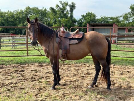 HorseID: 2273550 Ine`s - PhotoID: 1101587