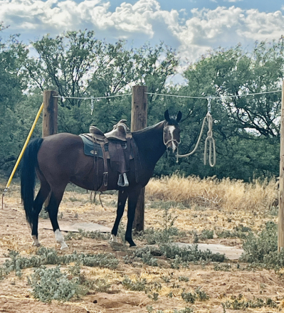 HorseID: 2275100 AMF Turn Signal - PhotoID: 1101639