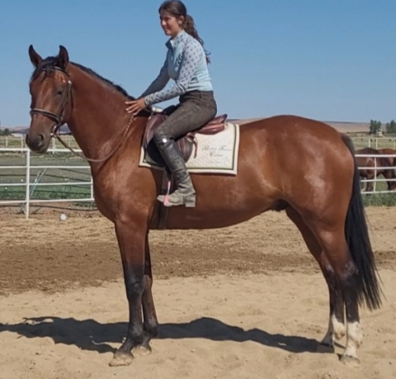 HorseID: 2275441 His Soldier boy - PhotoID: 1102035