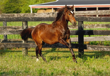 HorseID: 2276332 Cerulean Poco Ty - PhotoID: 1079213