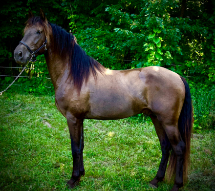 HorseID: 2276543 🖤 Calypso YR - PhotoID: 1079946