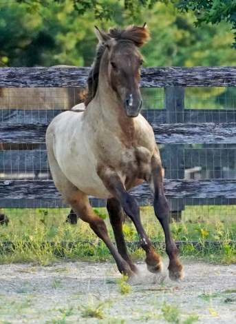 HorseID: 2277012 Rey Del Sol - PhotoID: 1079212