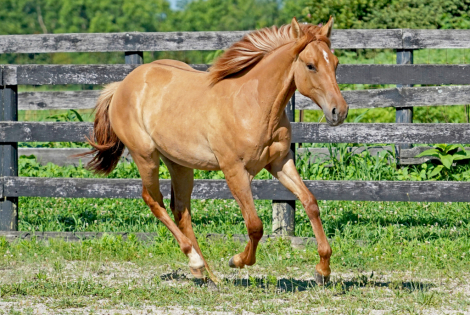 HorseID: 2277072 Cerulean Zaharra - PhotoID: 1079218