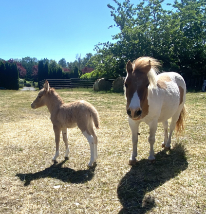 HorseID: 2277338 Sheez So Fancy - PhotoID: 1080020