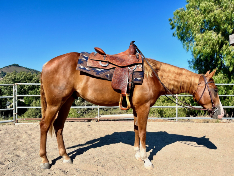 HorseID: 2277646 MEGASHINES REINMAKER - PhotoID: 1080738