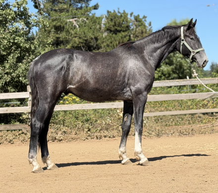 HorseID: 2277904 Uniquely Louis - PhotoID: 1075556