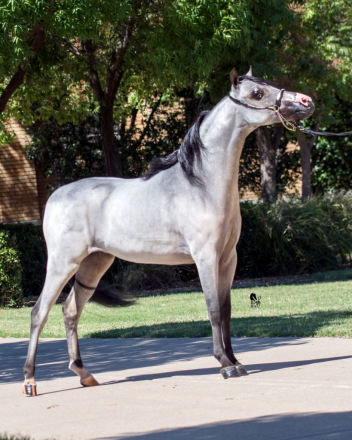 HorseID: 2279988 Clayburys Pop Riva Reign - PhotoID: 1096778