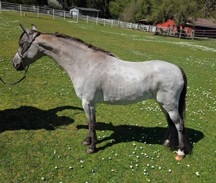 HorseID: 2279988 Clayburys Pop Riva Reign - PhotoID: 1096779