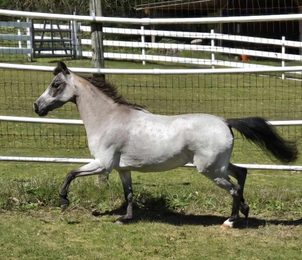 HorseID: 2279988 Clayburys Pop Riva Reign - PhotoID: 1096780