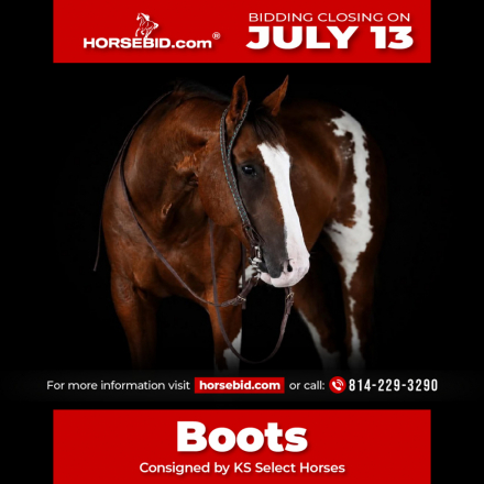 HorseID: 2280895 Boots - PhotoID: 1055700