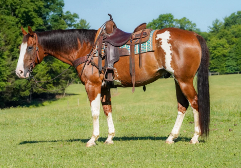 HorseID: 2280895 Boots - PhotoID: 1055701