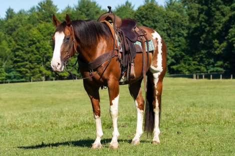 HorseID: 2280895 Boots - PhotoID: 1062980