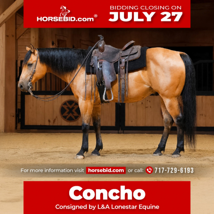 HorseID: 2280897 Concho - PhotoID: 1055708
