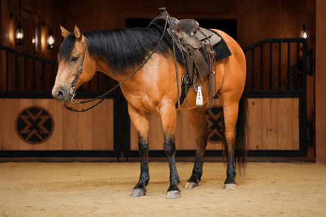 HorseID: 2280897 Concho - PhotoID: 1089900
