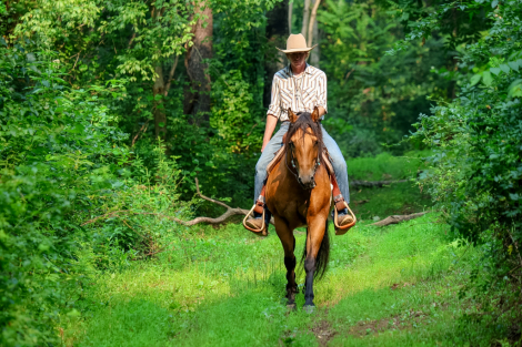 HorseID: 2280897 Concho - PhotoID: 1089902
