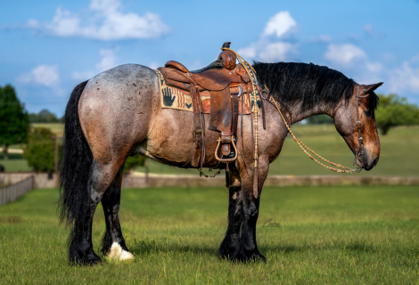 HorseID: 2280899 Topp Shelf Shine - PhotoID: 1055723