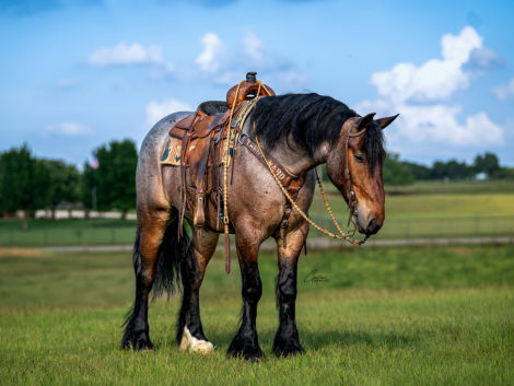 HorseID: 2280899 Topp Shelf Shine - PhotoID: 1055721