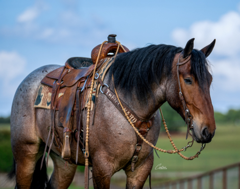 HorseID: 2280899 Topp Shelf Shine - PhotoID: 1055722