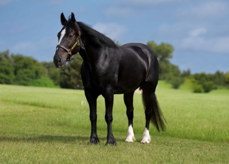 HorseID: 2280903 Broghans Black Knight - PhotoID: 1055697