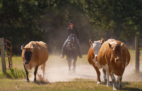 HorseID: 2280903 Broghans Black Knight - PhotoID: 1055699