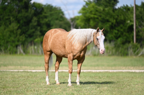 HorseID: 2280904 TR Partyinthehouse - PhotoID: 1055717