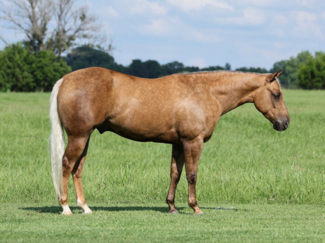 HorseID: 2280904 TR Partyinthehouse - PhotoID: 1055717